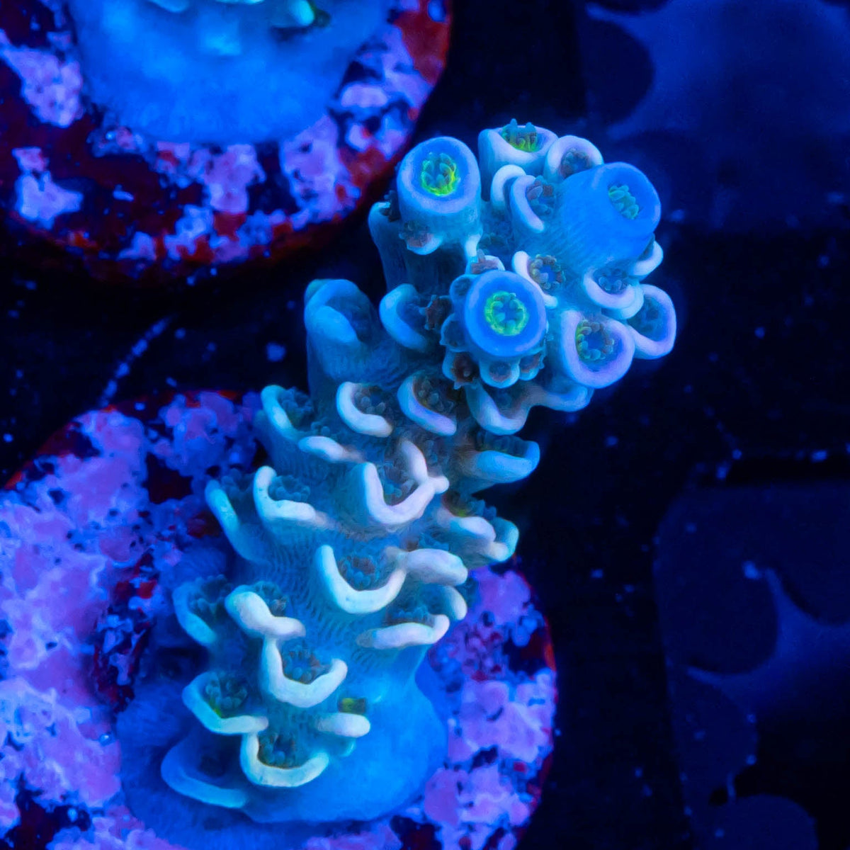 FHC Alakazam Fraghouse Corals