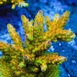 Featured Corals
