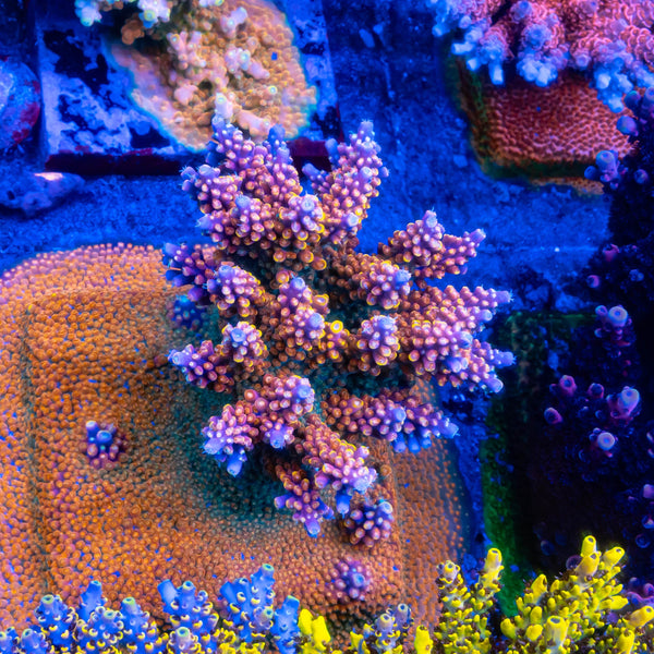 BC Bubblebath Unicorn