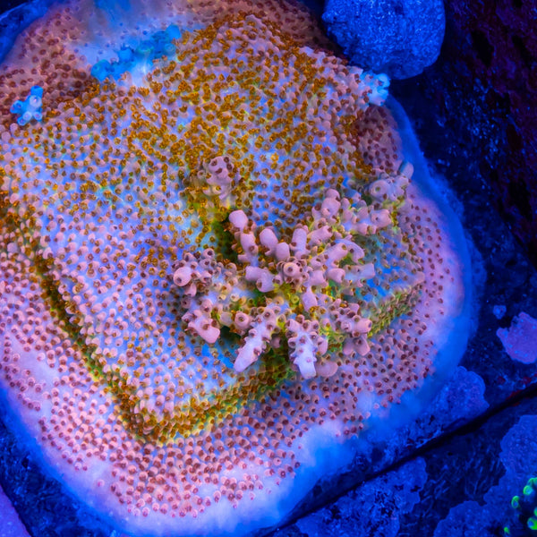 RMF Red Devil Nasuta