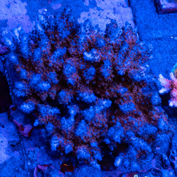 FHC Blue Goddess