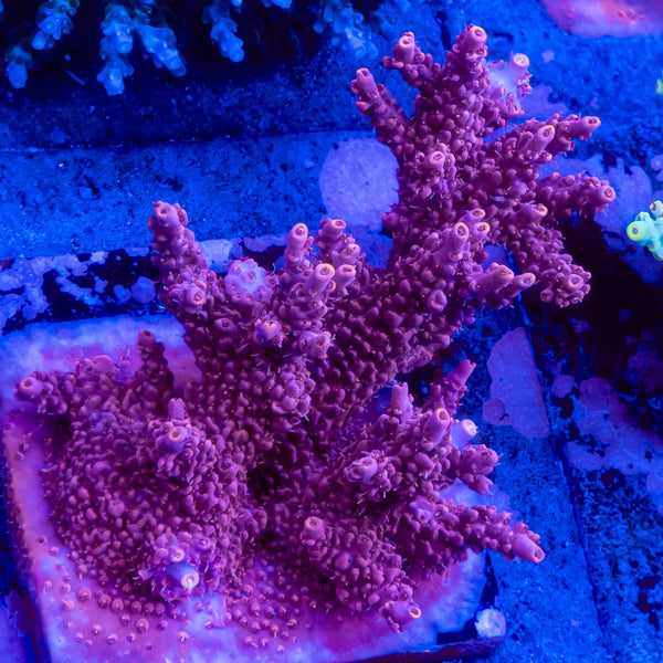 FHC Double Bubble