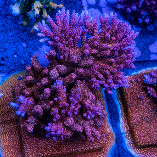 FHC Bloody Kush