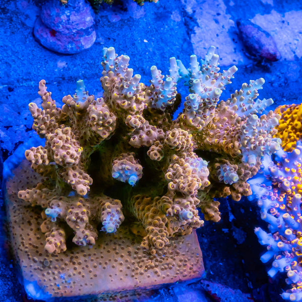 FHC Peanut Butter Breath