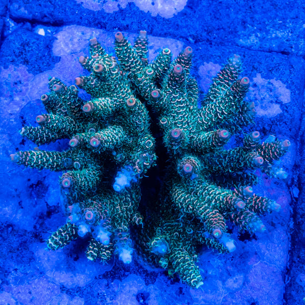 FHC Billy Bob Thorton