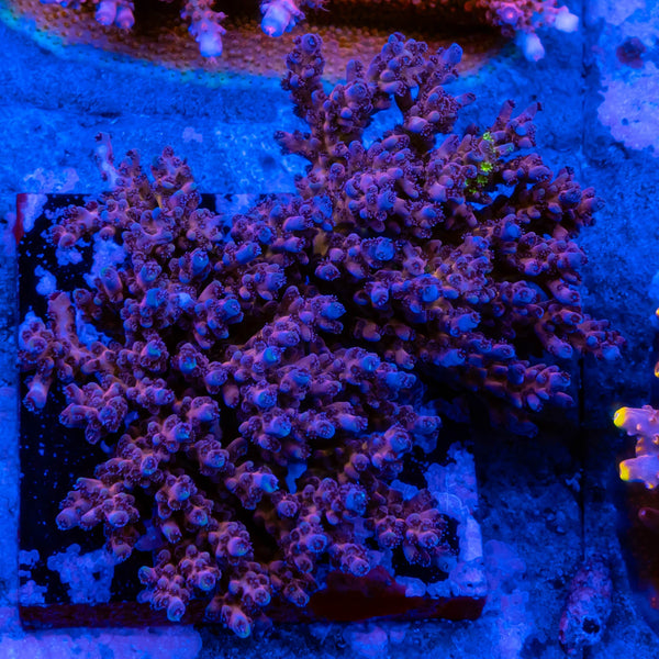 FHC Oristimba