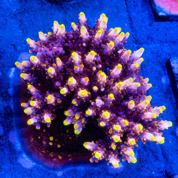 JF Fox Flame
