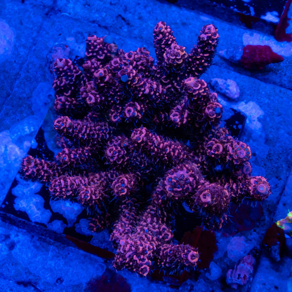 FHC Charred Cherry