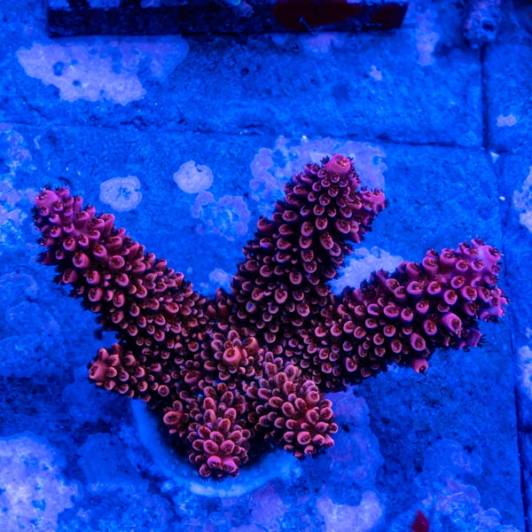 FHC Rose Thorn