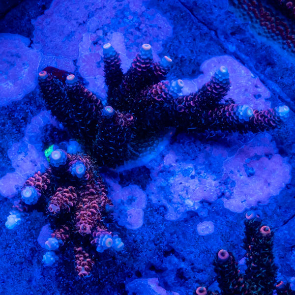 FHC Attack of the Killer Tomatoes