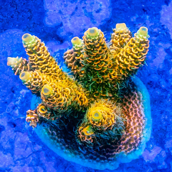 FHC Flash Suppressor