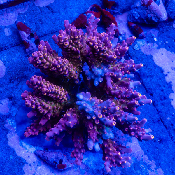 FHC Pinky and the Brain