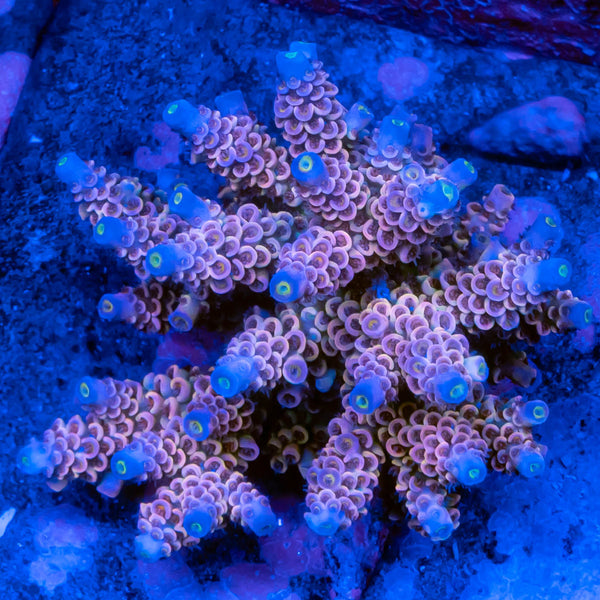 FHC Final Destination