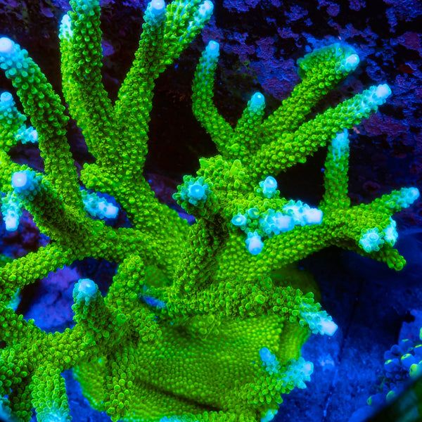RP Blue Tip Green Slimer