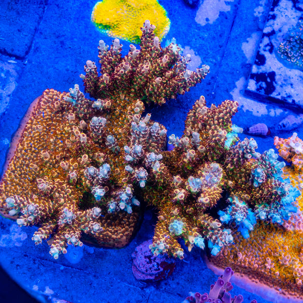 FHC Chemical Reaction