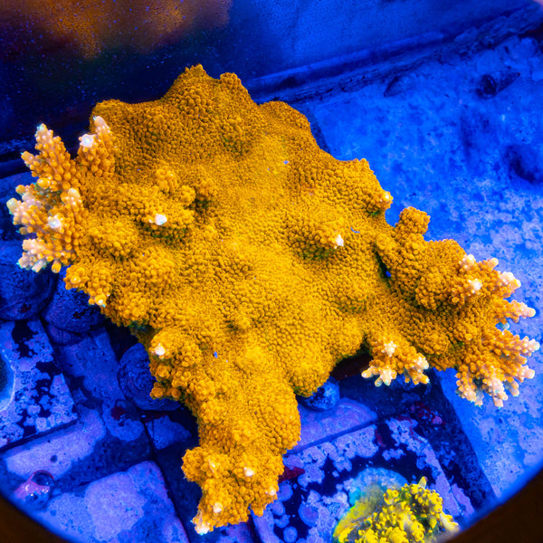 TGC Orange Creamsicle