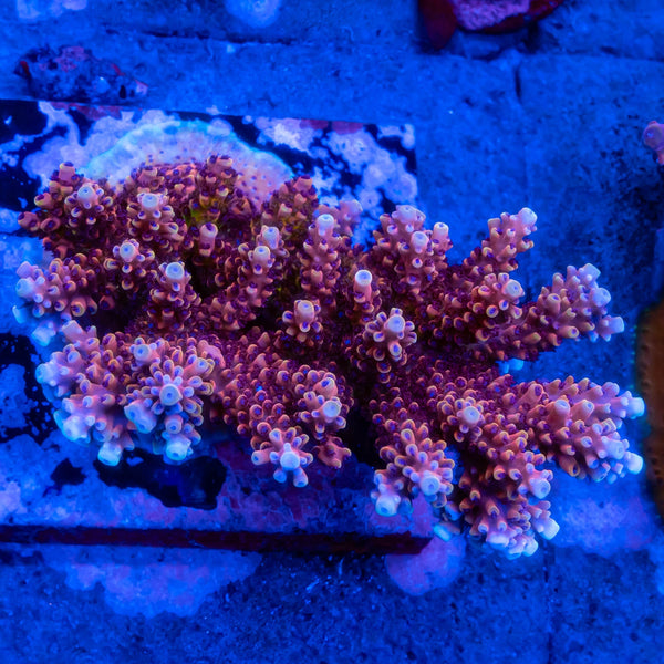 RR Canada Pink Cadillac