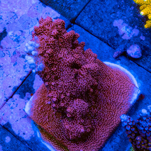 FHC Rad Berry