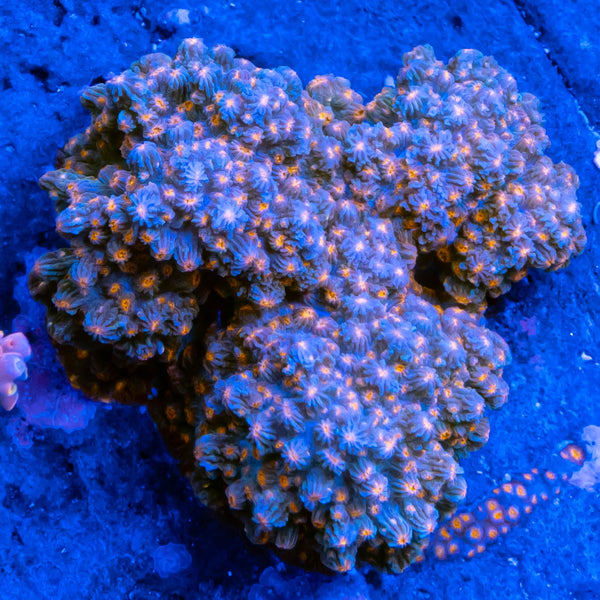 Hungs Branching Cyphastrea