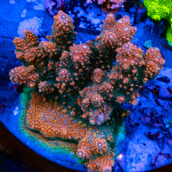 FHC Insane in the Membrane