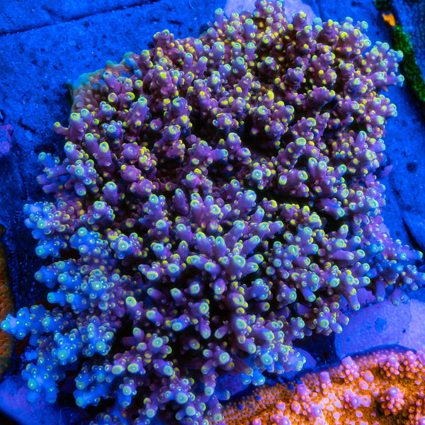 TSA Mile High Latistella