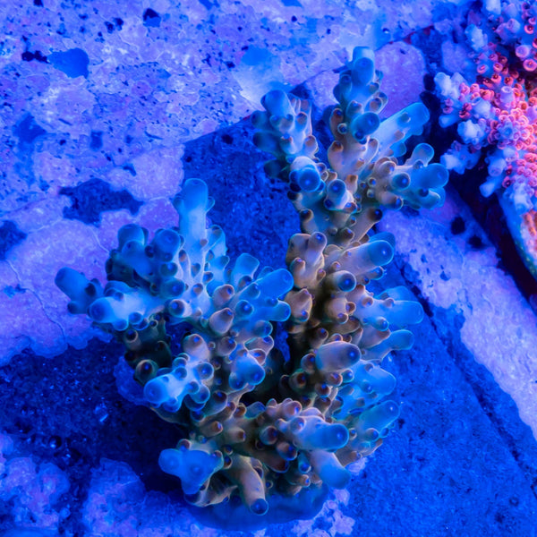 FHC Blueberry Yum Yum