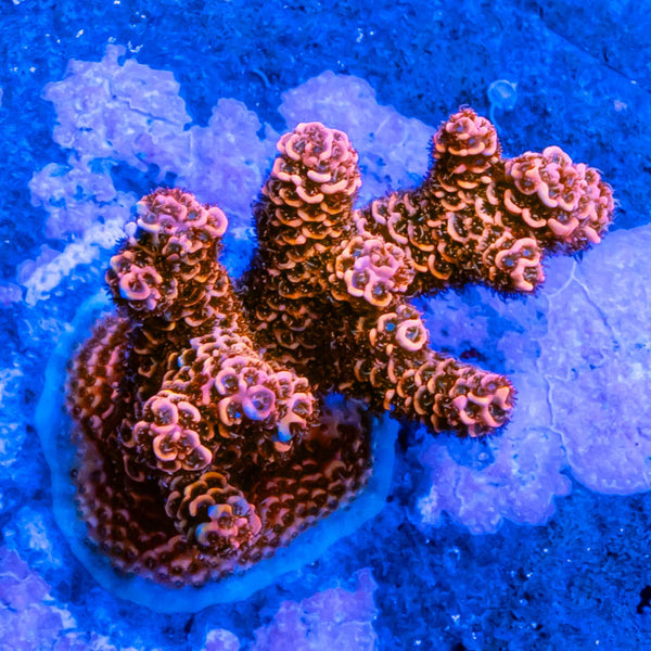 FHC Raspberry Splash