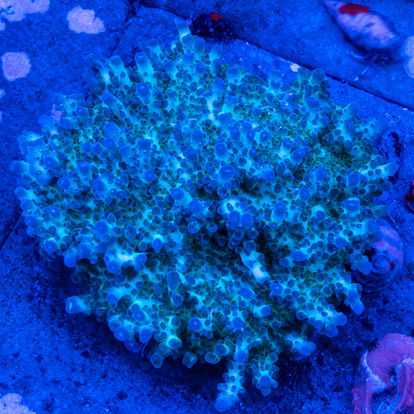 ARC Green Table
