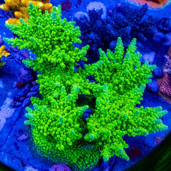 WWC Green Austera