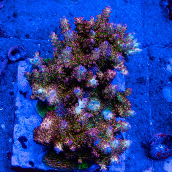 Greg Hiller Aqua Delight