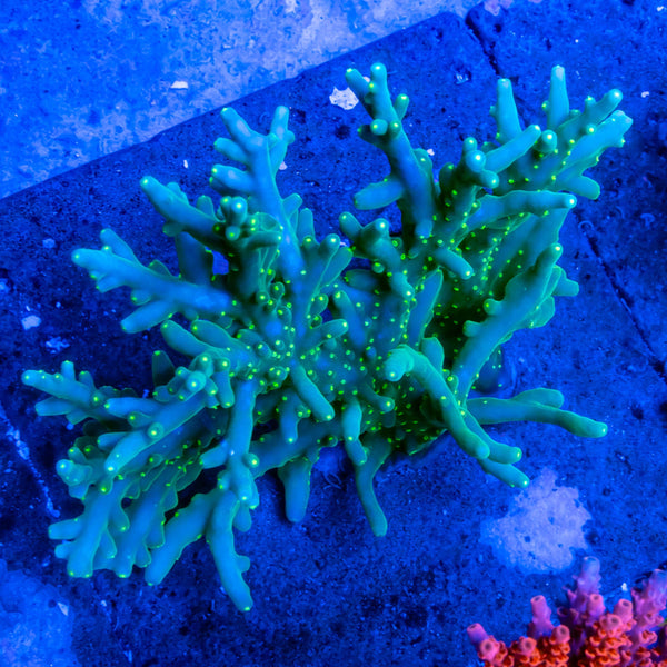 FHC Green Galaxy