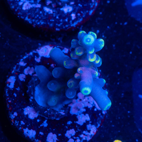 TSA Mile High Latistella