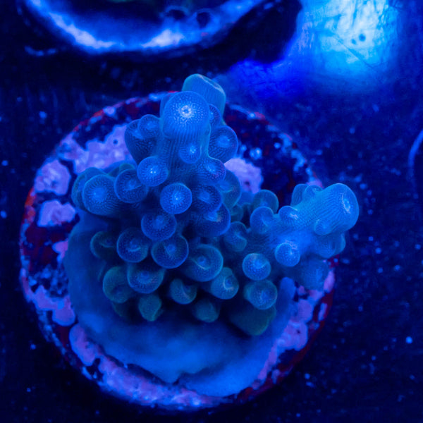 Sean Omerts Snow White