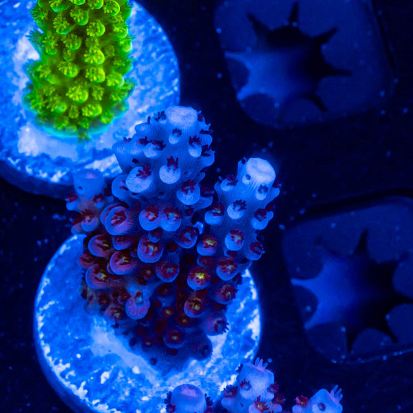 Uchins Shimmer and Shine