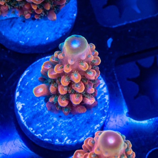 FHC Insane in the Membrane