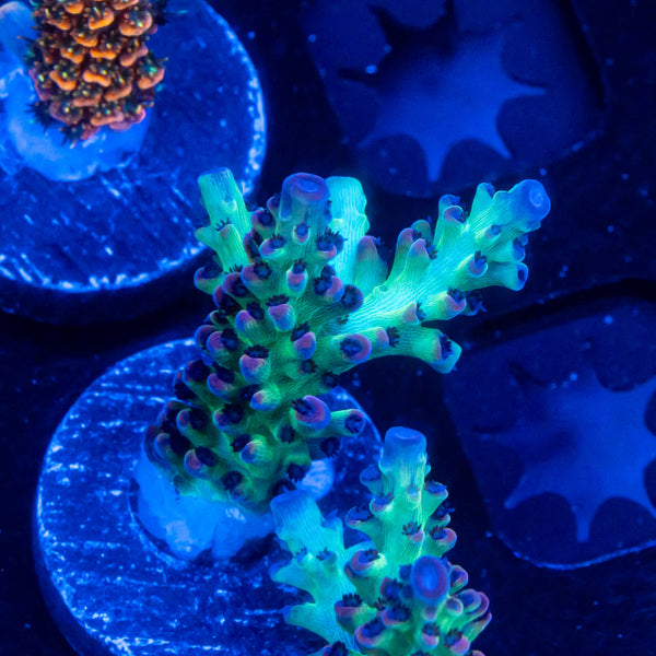 BC Upscales Microlados