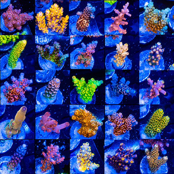 BLACK FRIDAY SALE ALL MONTH LONG STARTING WITH 1400 FRAGS COMING FRIDAY EVENING 10/31! SIGN UP FOR SMS TO BE NOTIFIED! NEW CUTS, UPDATED PICTURES, and EVERYTHING STRAIGHT UP 80% OFF!!!