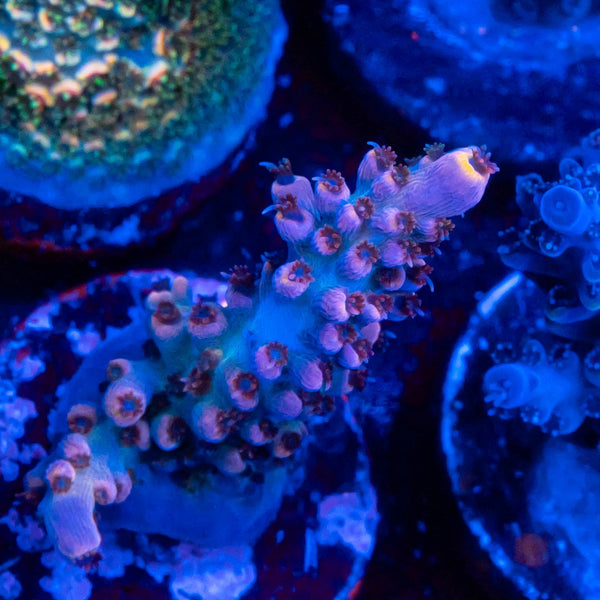 Gregs Ultra Violet