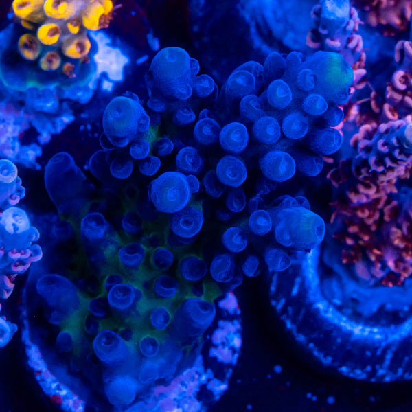 FHC Blueberry Muffin
