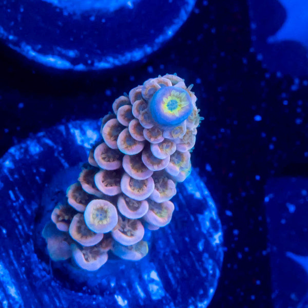 FHC Sea Breeze