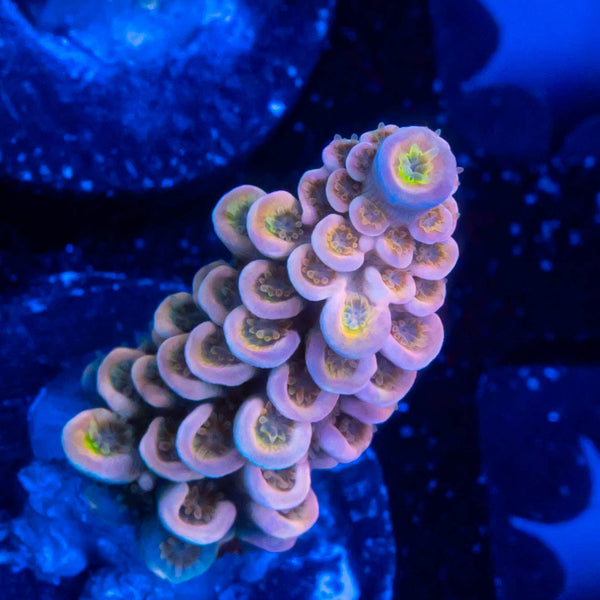FHC Sea Breeze