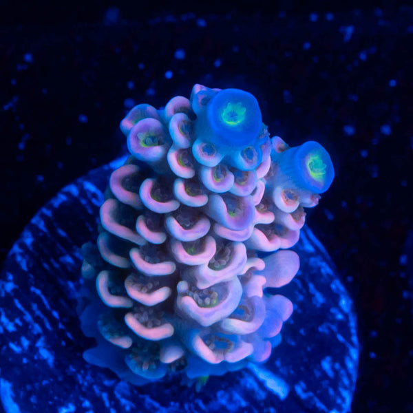 FHC Mango Breeze