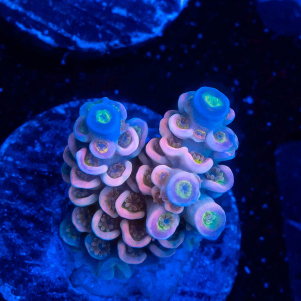 FHC Mango Breeze