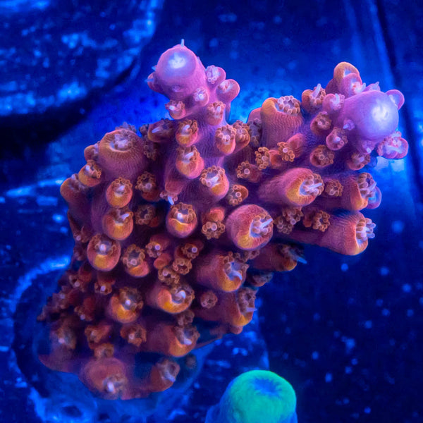 FHC Bubble Butt