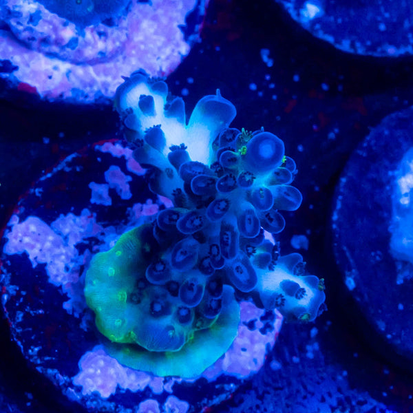 WWC Black Widow