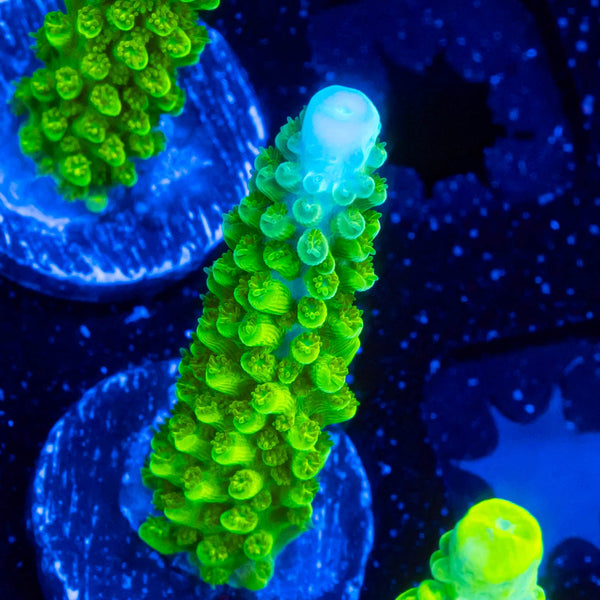 RP Blue Tip Green Slimer