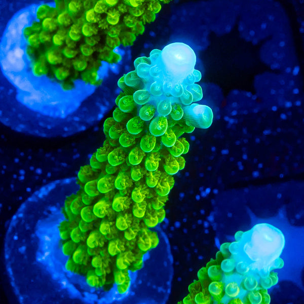 RP Blue Tip Green Slimer