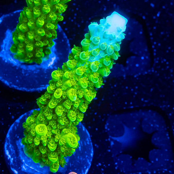 RP Blue Tip Green Slimer