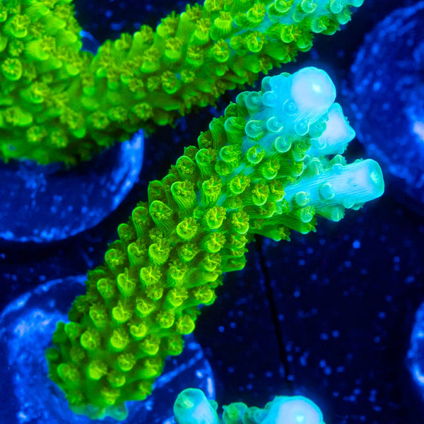 RP Blue Tip Green Slimer