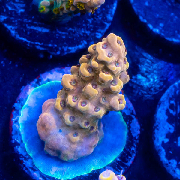 FHC Peanut Butter Breath